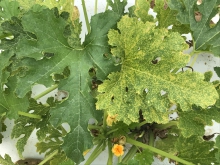 Cucurbit downy mildew symptoms on squash.